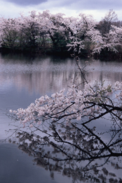 Sakura de Niigata 