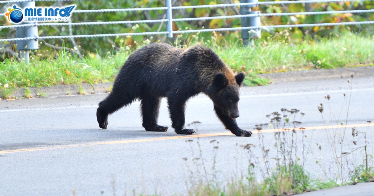 クマの出没にご注意ください。 - Mie Info